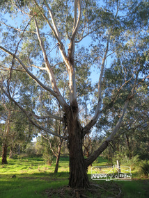 Photograph, Liz Pidgeon, Heritage Excursion; Eltham Lower Park Walk and Talk, 1 July 2017, 1 July 2017