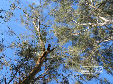 Photograph, Liz Pidgeon, Heritage Excursion; Eltham Lower Park Walk and Talk, 1 July 2017, 1 July 2017