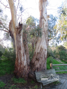 Photograph, Liz Pidgeon, Heritage Excursion; Eltham Lower Park Walk and Talk, 1 July 2017, 1 July 2017