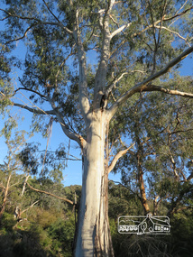 Photograph, Liz Pidgeon, Heritage Excursion; Eltham Lower Park Walk and Talk, 1 July 2017, 1 July 2017
