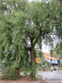 Photograph, Liz Pidgeon, Heritage Excursion; The 1901 Eltham Railway Walk, 3 May 2014, 3 May 2014