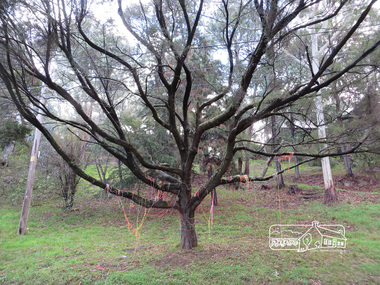 Photograph, Liz Pidgeon, Heritage Excursion; The 1901 Eltham Railway Walk, 3 May 2014, 3 May 2014