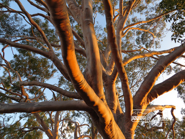 Photograph, Liz Pidgeon, Tour of St Katherine's Anglican Church and cemetery, St Helena, 27 October 2014, 27 October 2014