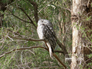 Photograph, Liz Pidgeon, Tawny Frogmouth, Candlebark Park, 16 July 2017, 16 July 2017