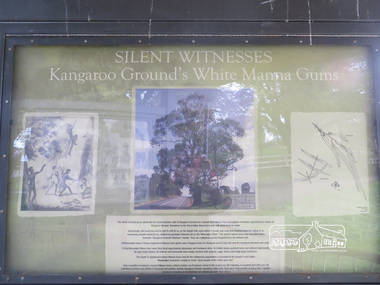 Photograph, Liz Pidgeon, Moor-Rul Viewing Platform Panel: Silent Witnesses Kangarooo Ground's White Manna Gums, 10 August 2016