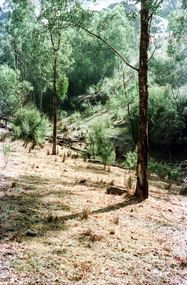 Photograph, Possibly the Bassett-Smith property at Menzies Road, Kangaroo Ground, c.1980, 1980c
