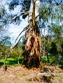 Photograph, Large Manna Gum Scar Tree, Wingrove Park, Eltham