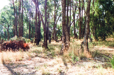Photograph, Vacant land, probably near Pitt Street, Eltham
