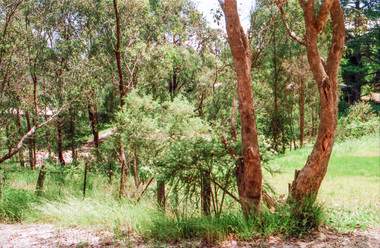 Photograph, Mannish Road, Wattle Glen, c.1989, 1989c
