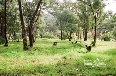 Photograph, Vacant land at 816 Heidelberg-Kinglake Road, Hurstbridge, c.1980, 1980c