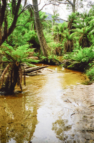 Photograph, Wilsons Promontory, 1998, 1998