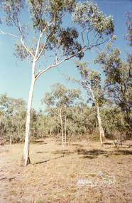 Negative - Photograph, Hohne's Hill, opposite Eltham Lower Park, c.Mar. 1983
