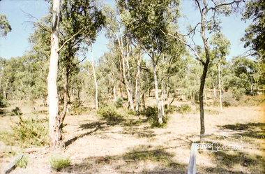 Photograph, Hohne's Hill, opposite Eltham Lower Park, c.Mar. 1983