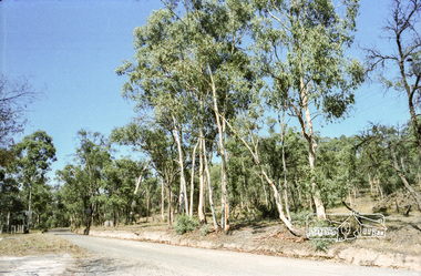 Negative - Photograph, Homestead Road, Eltham Lower Park, c.Mar. 1983