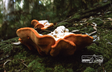 Photograph, Russell Yeoman, Kinglake National Park