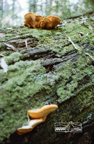 Photograph, Russell Yeoman, Kinglake National Park