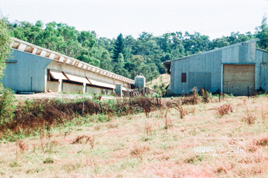 Photograph, Chook farm, 340 Henley Road, Kangaroo Ground