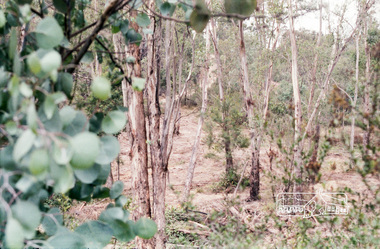 Photograph, Clearing Manuka Road, Panton Hill, April 1987, April 1987
