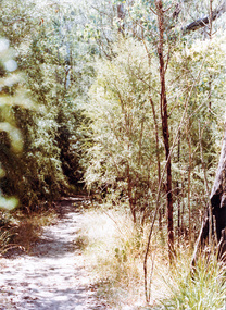 Photograph, Near Koornong Crescent, Warrandyte, c.1980