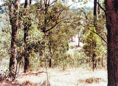 Photograph, Near Koornong Crescent, Warrandyte, c.1980