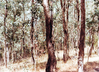 Photograph, Near Koornong Crescent, Warrandyte, c.1980