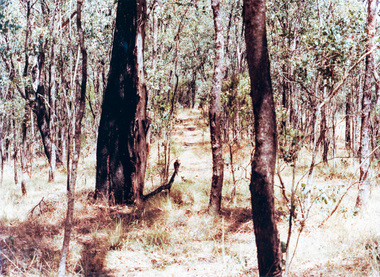 Photograph, Near Koornong Crescent, Warrandyte, c.1980