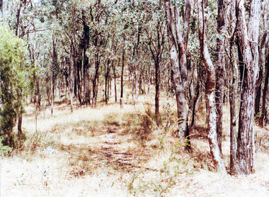 Photograph, Near Koornong Crescent, Warrandyte, c.1980