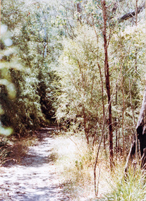 Photograph, Near Koornong Crescent, Warrandyte, c.1980