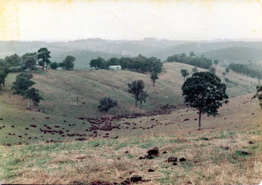Photograph, Possibly the Bassett-Smith property at Menzies Road, Kangaroo Ground where the society would go for picnics