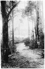 Photograph, "Lovers' Walk", Kinglake