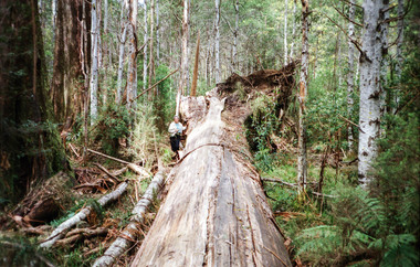 Photograph, Gwen Orford with large fallen tree, c. Nov 1988
