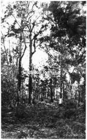 Photograph, Parking Avenue, The Mountain Trail, Kinglake