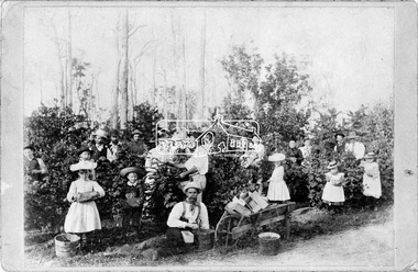 Negative - Photograph, Mr Harry Thomson's raspberry garden, The Oaks, Kinglake, c.1900