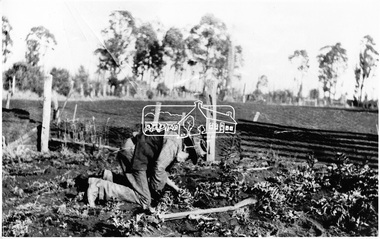 Negative - Photograph, Jimmy Hayes planting vegetables the hard way, c.1920