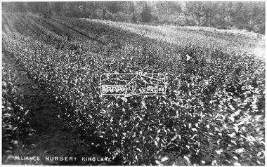 Photograph, Alliance Nursery Kinglake
