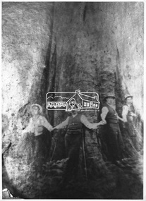 Photograph, Big Ben - very large Eucalypt at Kinglake. Burnt during 1926 bushfires