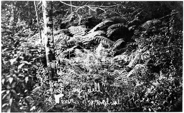Photograph, Kinglake National Park; near Kinglake Hotel