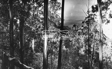 Negative - Photograph, Kinglake National Park; view from the Mountain Trail