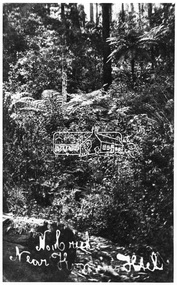 Photograph, Kinglake National Park; No. 1 Creek near Kinglake Hotel
