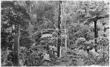 Photograph, Kinglake National Park, fern scene, Valley of Jehosaphat