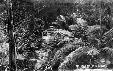 Negative - Photograph, No. 1 Creek, Kinglake, c.1916