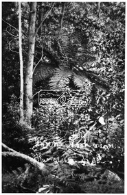 Photograph, Kinglake National Park, Fern Nook near Kinglake Hotel