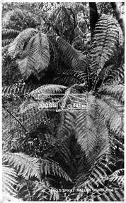 Photograph, Kinglake National Park, Jehosaphat Valley, Kinglake, c.1919