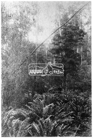 Photograph, Kinglake National Park, Fern Gully