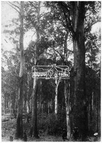 Photograph, Kinglake National Park, Fern Gully