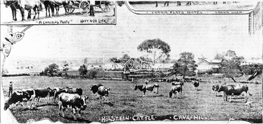 Photograph, Holstein Cattle - Cave Hill, 1893 (reproduced from "The Leader", Jan. 6th, 1894, page 31)