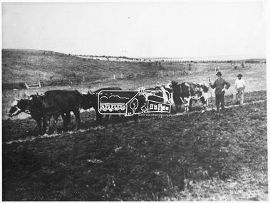 Photograph, Bullock Team on Ellis's Farm, Kangaroo Ground