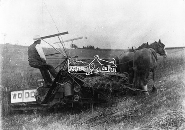 Photograph, James Ness harvesting oats, Garden Hill Farm, Kangaroo Ground