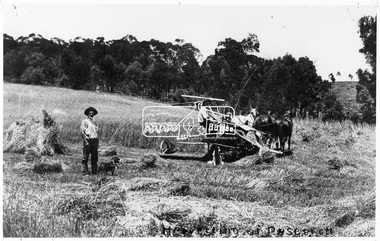 Photograph, Tom Prior, Harvesting at Yarramie Estate, Thompson Crescent, Research, Vic, c.1900