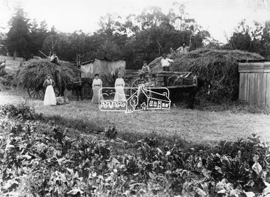 Negative - Photograph, Haymaking on the Jarrold property, Eltham, c.1895